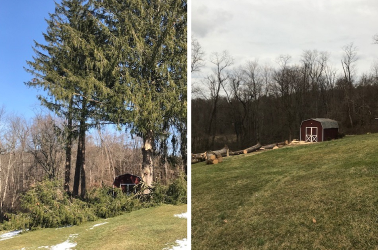 Country Boy Tree Service